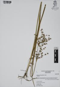 Juncus microcephalus image